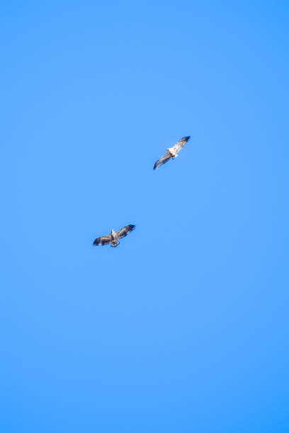 istock Pair of Hawks Circling the Sky 1350325944