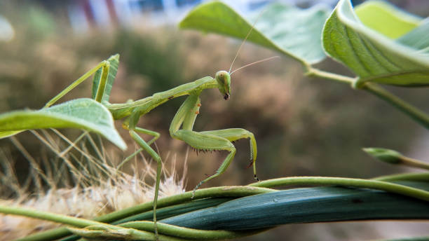 istock Grasshoppers on green leaves 1350326096