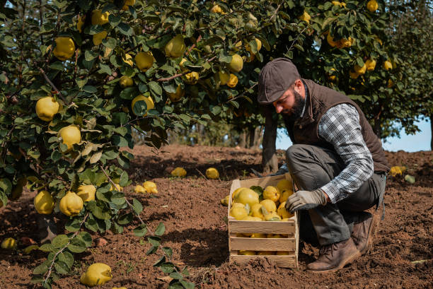 istock Young man working in an orchard 1350327361