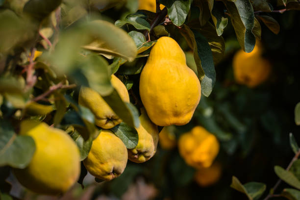 branch with abundance of juicy quinces hanging - quince imagens e fotografias de stock