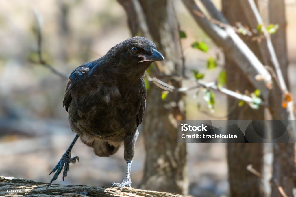 Baby Raven (Corvus coronoides) Juvenile raven perched on a tree stump Raven - Bird Stock Photo