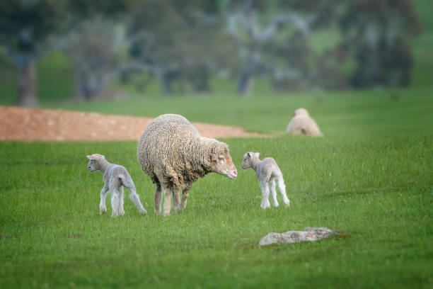 oveja bebé recién nacida - livestock rural scene newborn animal ewe fotografías e imágenes de stock