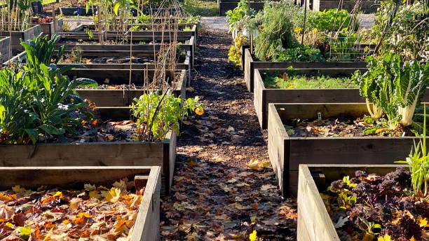 community garden green park outdoor patio summer sunny day fruits vegetables self growing vegetables grass fall autumn leaves before winter - environment homegrown produce canada north america imagens e fotografias de stock