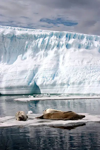 Photo of Seals on an Iceberg