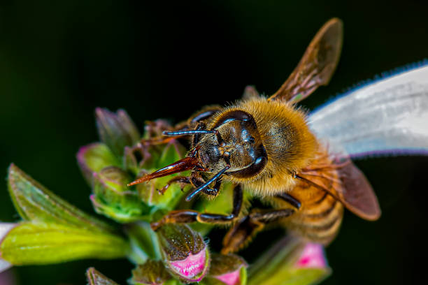 istock Honey Bee pollinating flowers 1350330915
