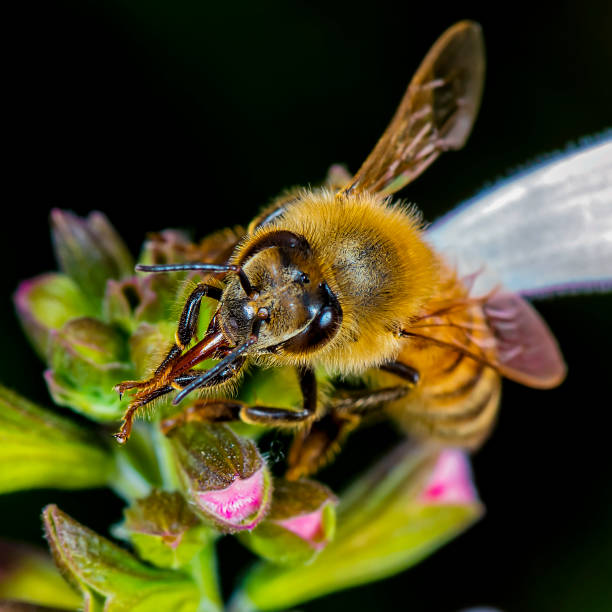istock Honey Bee pollinating flowers 1350330927
