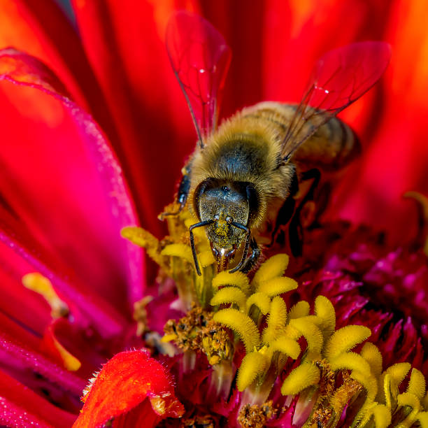 istock Honey Bee pollinating flowers 1350331590