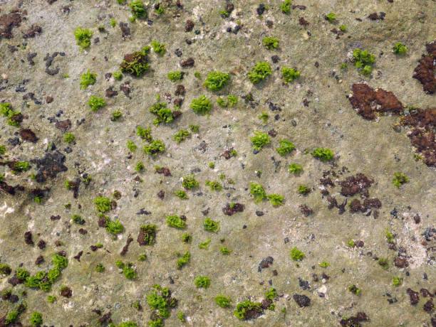 istock Background of chromatically rich algae, rocks and marine vegetation 1350331943