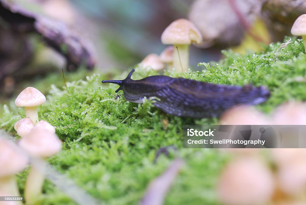 Scena di funghi e nero slug (Arion ater). - Foto stock royalty-free di Ambientazione esterna