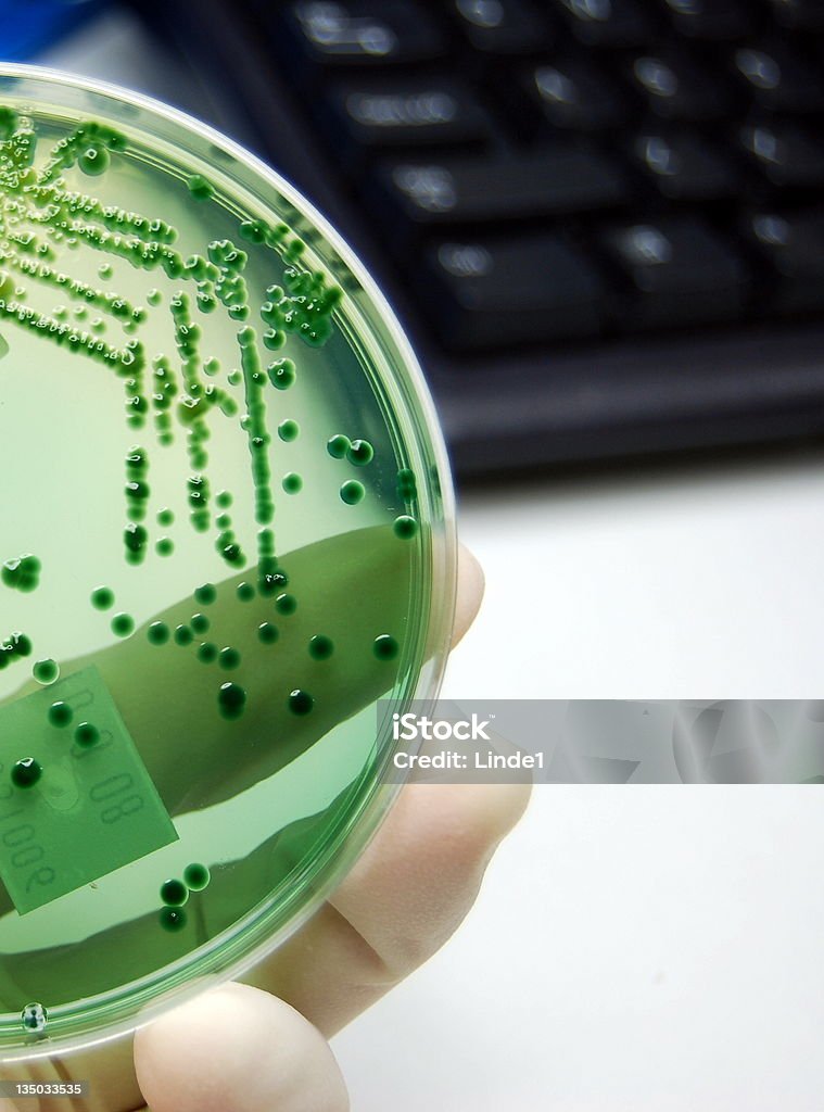 Microbiologist am Arbeitsplatz sowie Bakterien- und Kultur - Lizenzfrei Analysieren Stock-Foto