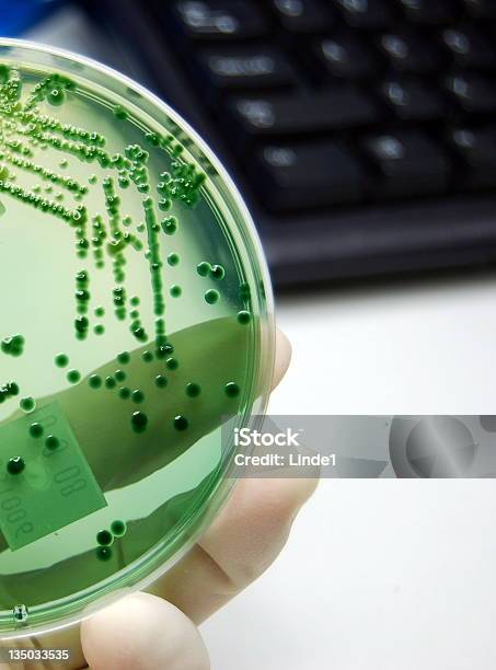 Microbiologist Am Arbeitsplatz Sowie Bakterien Und Kultur Stockfoto und mehr Bilder von Analysieren