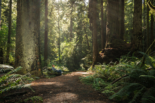 Excursionista que toma un breve descanso entre antiguos árboles de secuoyas photo