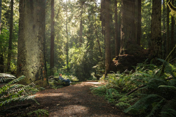турист делает небольшой перерыв между древними деревьями красного дерева - lumber industry timber tree redwood стоковые фото и изображения