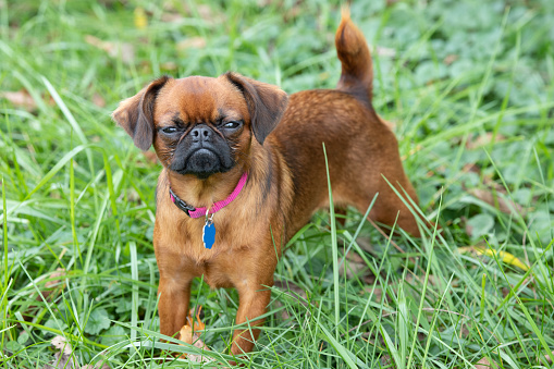 Photograph of a Brussels Griffon puppy standing outside in the grass. The normal face feature of the young animal make him look like he is frowning and grumpy.