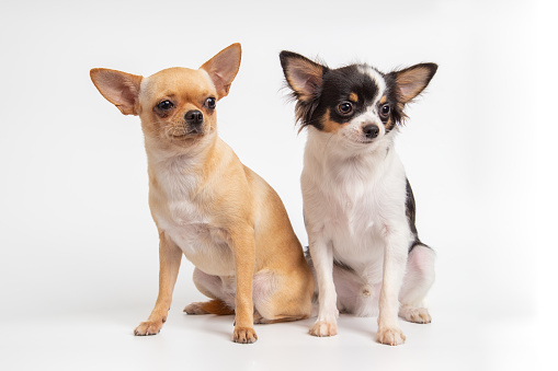 Female and Male adorable chihuahua puppy sitting on a white background.