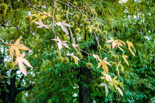 Autumn leaves of sweet-gum tree