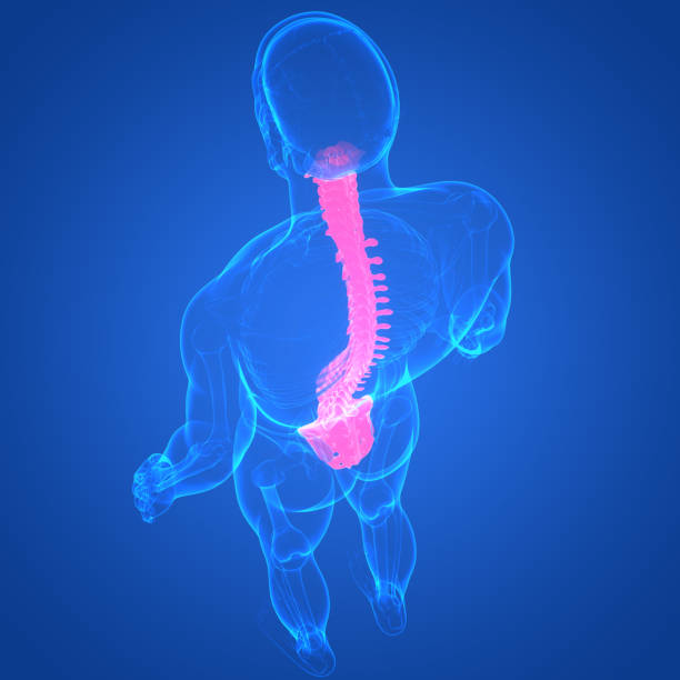 istock Spinal Cord Vertebral Column of Human Skeleton System Anatomy 1350338553
