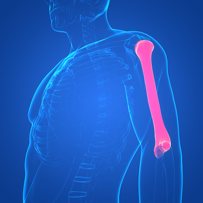 3D Illustration Concept of Human Skeleton System Humerus Bone Joints Anatomy