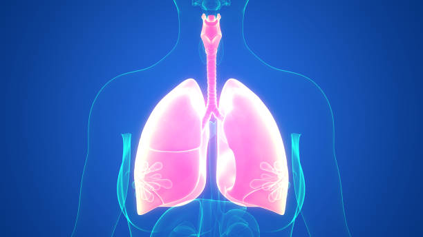 istock Human Respiratory System Lungs Anatomy 1350338602