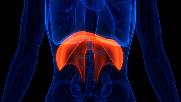 istock Human Respiratory System Diaphragm Anatomy 1350338633