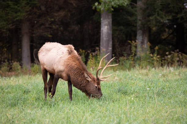 istock Young Bull Elk Grazing 1350338666