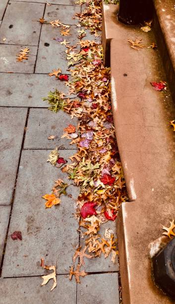 istock Autumn Leaves Outside Brownstone 1350338983