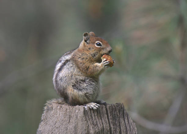 istock Cascade Golden-mantled Ground Squirrel (spermophilus saturatus) 1350341653