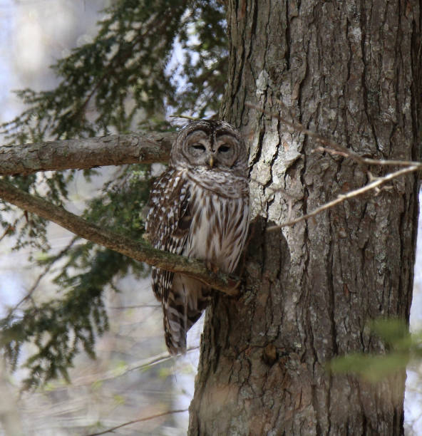 istock Barred Owl (strix varia) perched near the trunk of a big tree 1350341664