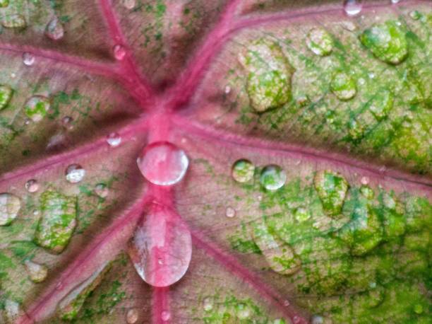 istock water droplets that wet the caladium 1350344957