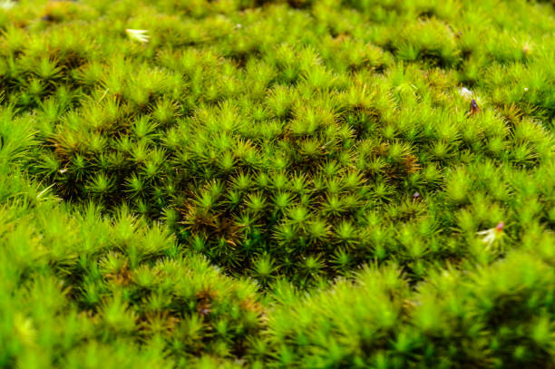 istock Moss and Ferns Attached to the Rocks. 1350345248