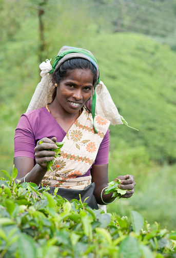 Dickoya, Hill Country, Sri Lanka - September 26, 2011: Tamil woman plucking tea leaves in the terraced hills, Indian Ocean, Asia