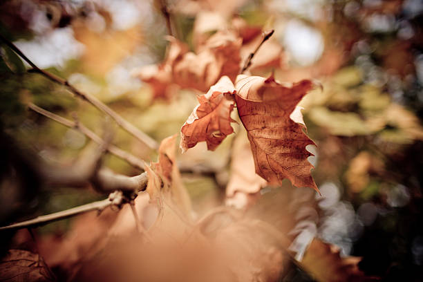 Autumn leafs stock photo