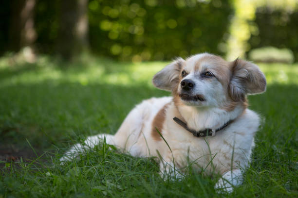 istock Small chihuahua on a green meadow 1350349543