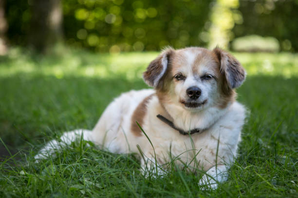 istock Small chihuahua on a green meadow 1350349545