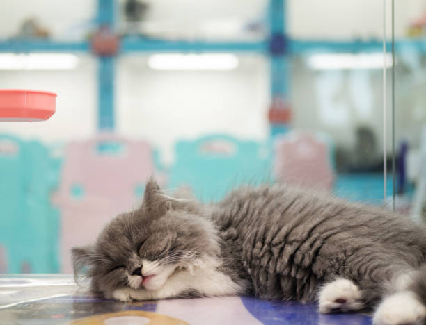 Kitten in the pet shop window