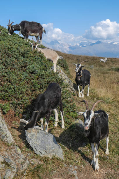 istock herd of mountain goats 1350349629