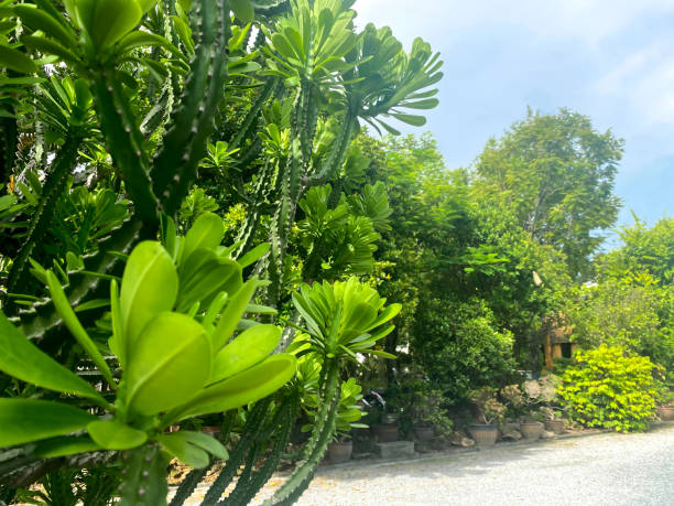 istock Greenery background of nature plant and leaf 1350354677