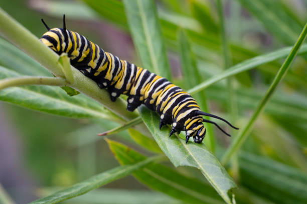 istock Monarch butterfly caterpillar feeding on milkweed leaf 1350354765