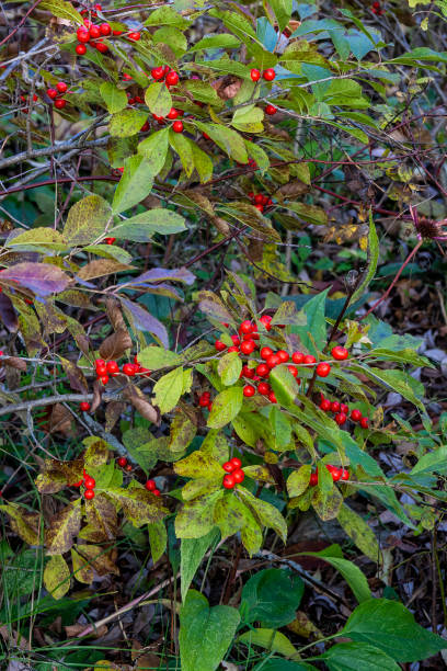 Buffaloberries , Grand-Coteau Park, Mascouche, Quebec, Canada in Fall