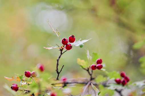 Red berries on a tree. Autumn is here. Copy space