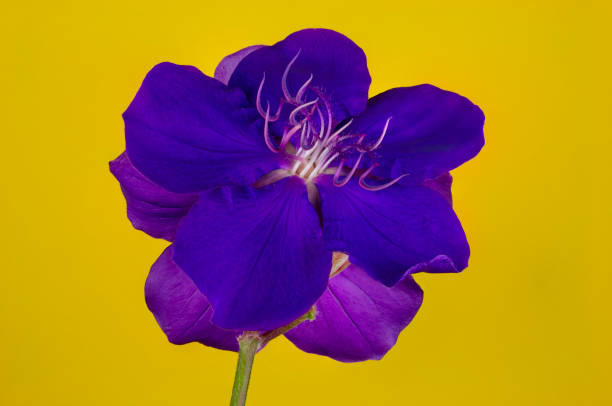 istock Tibouchina Jazzie Flower 1350358232