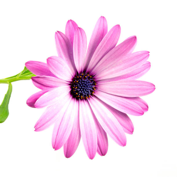 istock Purple African Daisy Flower 1350359065