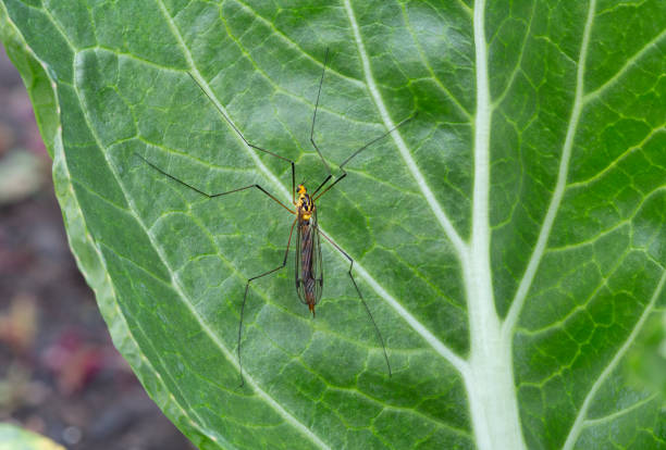 View of a large Tiger Crane Fly, Nephrotoma australasiae, one of the 700 species of crane fly in Australia