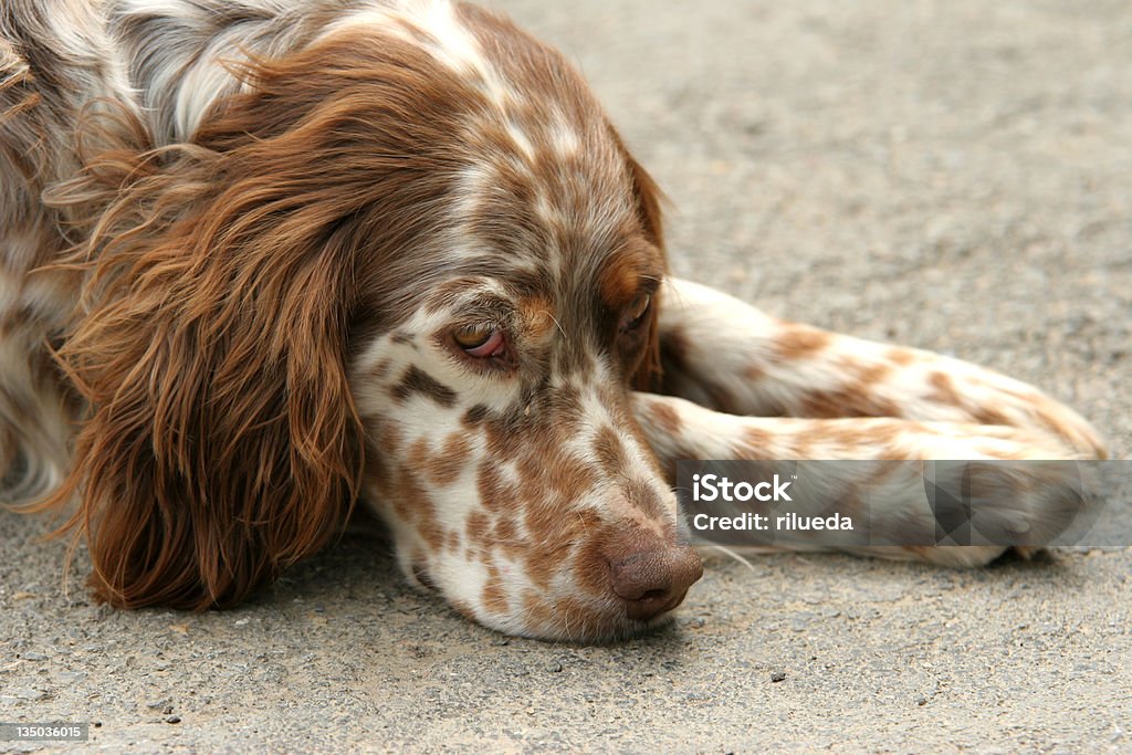 setter Anglais - Photo de Animaux de compagnie libre de droits