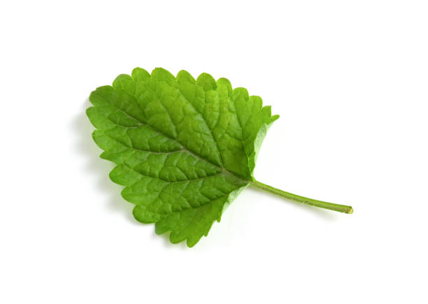 green leaf of lemon balm isolated on white background. - 3109 imagens e fotografias de stock