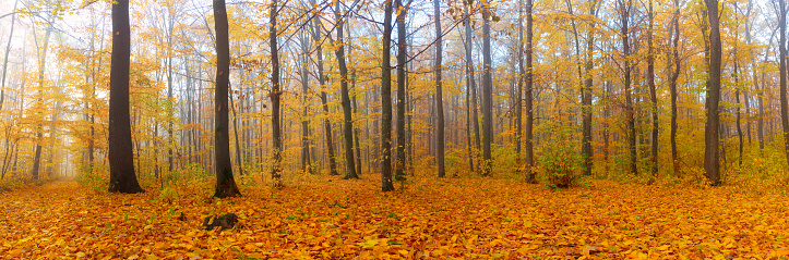 Panorama of autumn forest with fallen leaves with morning fog