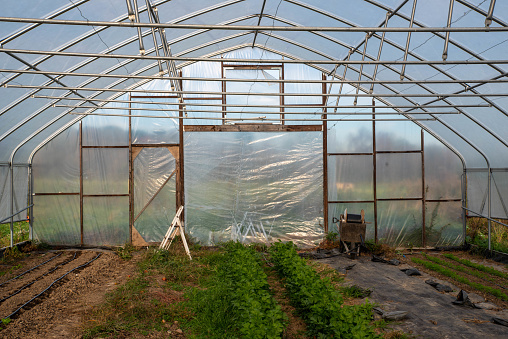 Organic vegetable greenhouse interior with rows of celery and irrigation lines and equipment, step ladder on the left, internal structure visible with outside seen through greenhouse plastic.