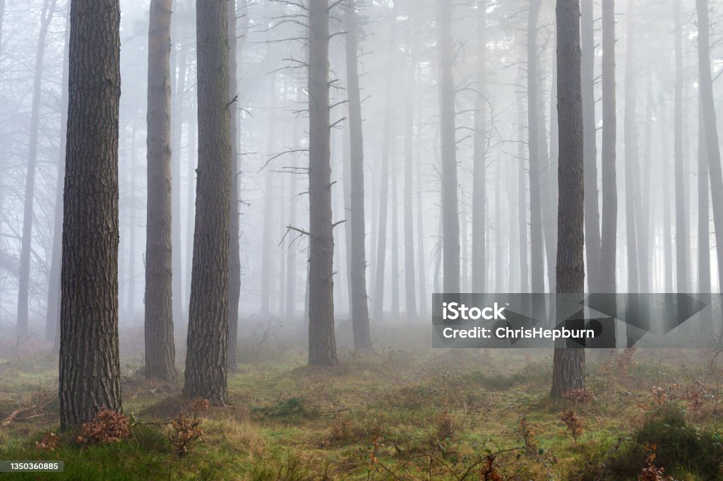 Cannock Chase, Staffordhire, England, UK Wide angle view of a misty morning at Cannock Chase (Area of Outstanding Natural Beauty), Staffordshire, England, UK Forest Stock Photo