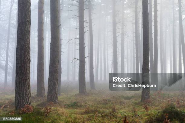Cannock Chase Staffordhire England Uk Stock Photo - Download Image Now - Forest, Coniferous Tree, Spooky