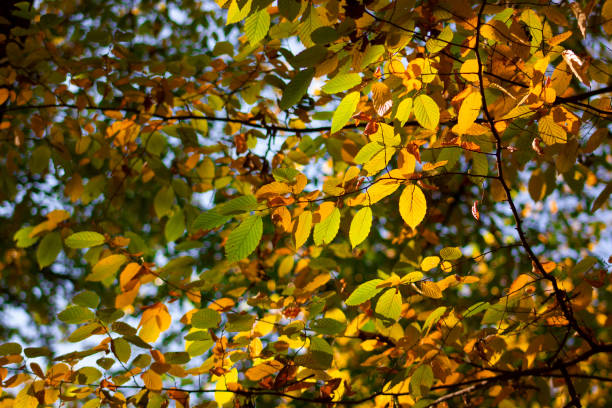 istock Background of colorful autumn leaves on a tree 1350361222